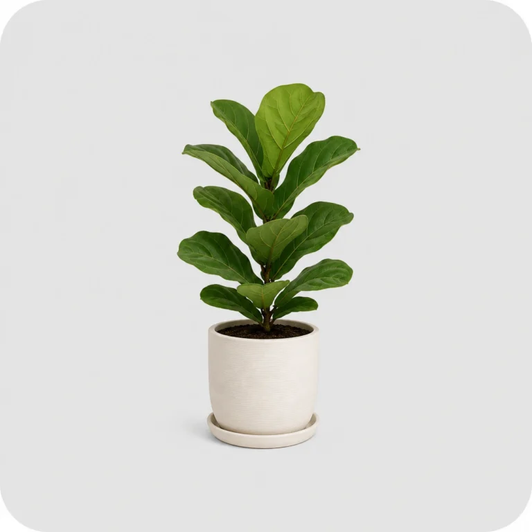 Home & Garden